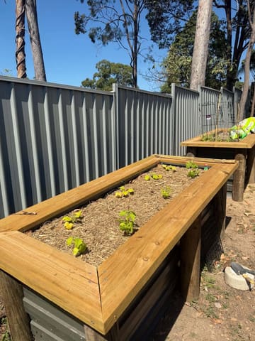 Raised timber and Colorbond garden beds planted with vegetables beside a grey Colorbond fence